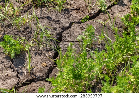 Rising sprout on dry cracked ground. Ecological disaster. The zone of risky agriculture with crops need irrigation. Plantation carrots in the period of drought