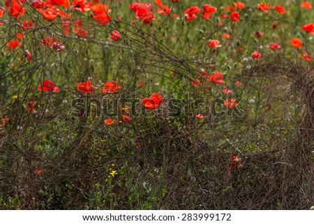 Red poppy flowers on the spring field in bright sunny day of anti-wire fences. Place of hostilities, the war in Ukraine, Donbass