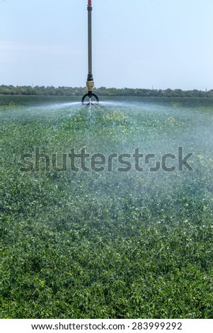 Automated Agricultural Irrigation sprinkler system in operation on processed agricultural field on a bright sunny summer day