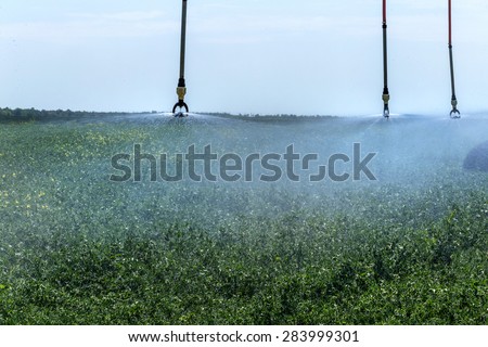 Automated Agricultural Irrigation sprinkler system in operation on processed agricultural field on a bright sunny summer day