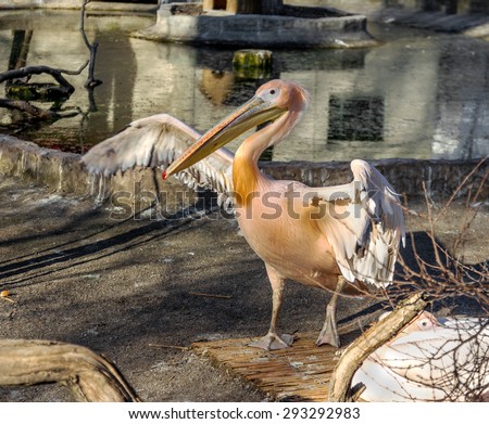 Portrait of a European white pelican , Pelecanus onocrotalus. Exotic birds with magnificent plumage and huge beak with a yellow bag leather. Expressive waterfowl