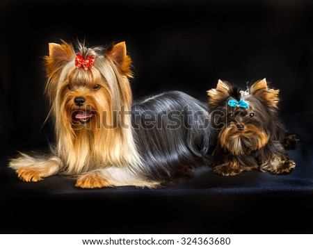 Yorkirsky terrier in studio on a black background. Charming with a beautiful pedigree dog hair on the dog show. With selective focus