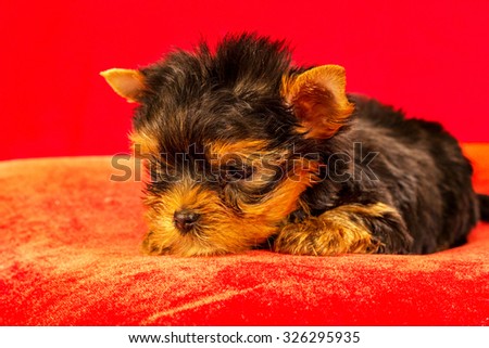 Yorkirsky terrier in studio on a red background. Charming with a beautiful pedigree dog hair on the dog show. With selective focus