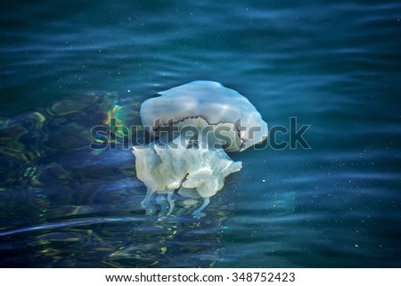 Medusa (Rhizostoma pulmo), swim in the deep blue water in the background protovovolnovyh bun at sea pier port Varna, Bulgaria. Southern Black Sea Coast