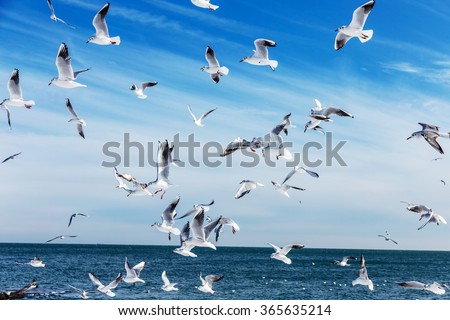Hungry gulls circling over the winter beach in search of food on a background of sea and blue sky. Sea birds in flight in search of food.