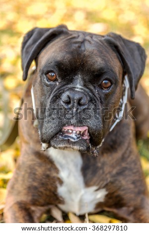 Outdoor portrait of a boxer dog on a hot sunny day. The boy brindle boxer. The dog man\'s best friend, the defender. The dog stares into the camera lens