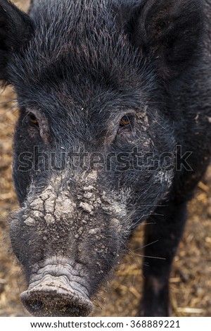 Wild boar hunting in the aviary. Wild boar - the object of sport hunting. Hunting trophy.