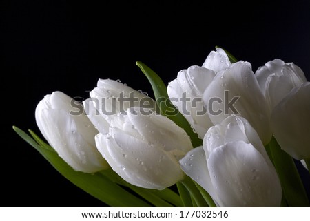 White tulips with dew drops on a black background