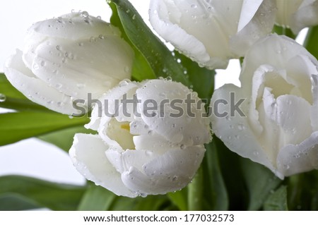 White tulips with dew drops on a light background