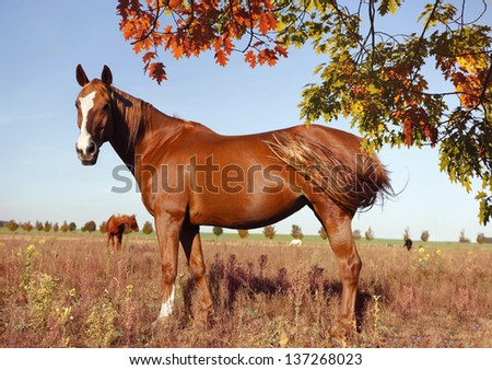 brown horse stands in a meadow and looks
