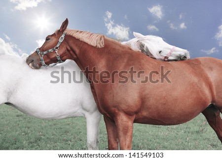 Two horses caring for each other in the fields, on background blue sky with clouds and sun