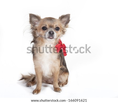small chihuahua dog sitting dog with red ribbon decorated, background white