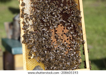 bees with brood comb and queen bee