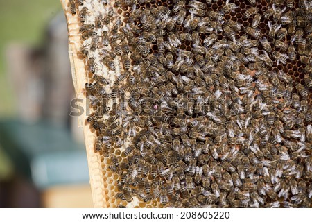 honey bees with queen bee