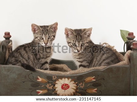 two young striped cats sitting in an old wooden crib