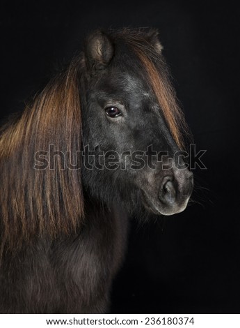black shetland pony in front of black background. photographed in the studio