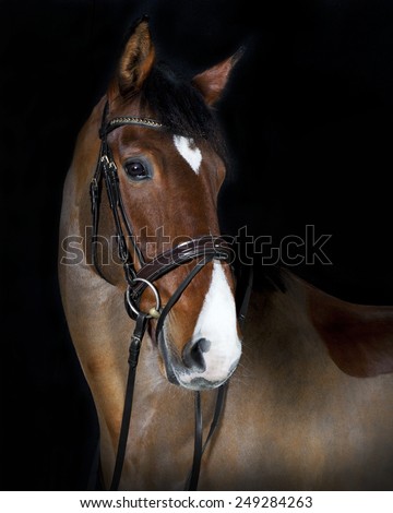 German riding horse in studio portrait, black background