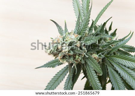 mature hemp bloom of a female plant to smoke