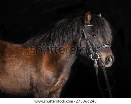 Studio portrait of a brown mini Shetland ponies with black background