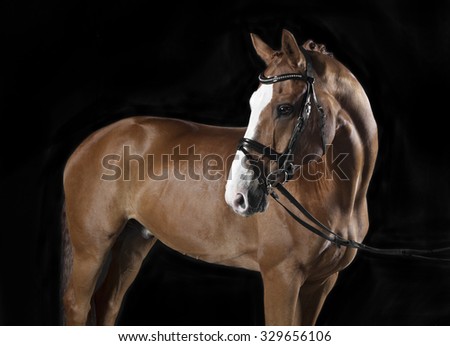 German Riding horse with bridle in studio against black background