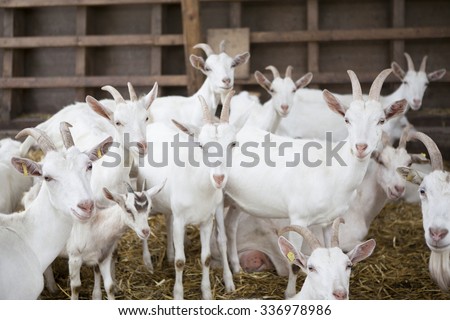 many white goat standing in the barn and see
