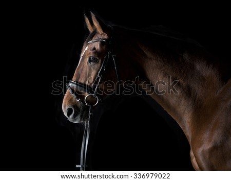 a brown horse head with bridle against black background