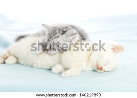 gray kitten sleeping on a white one