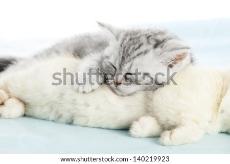 close up of gray kitten sleeping on a white one