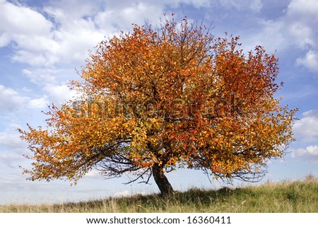 autumn apple tree