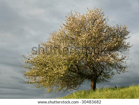 blooming apple-tree on background of dark, cloudy sky, storm