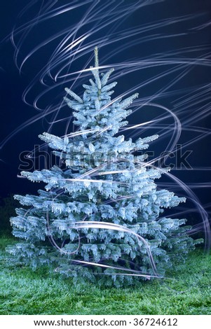 individual coniferous tree on celestial background, winter, light effect, freeze