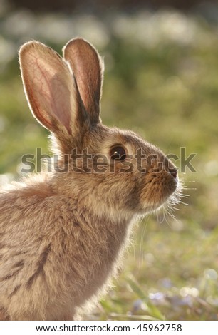 Rabbit Or Hare