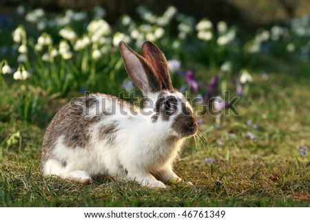 vigilant rabbit on meadow, bunny\'s free, early spring