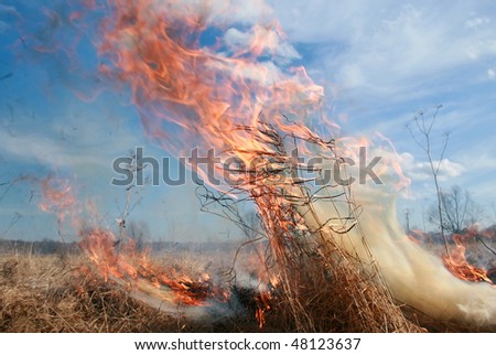 meadow fire and burning a grass wastelands, natural disaster and tongues of fire