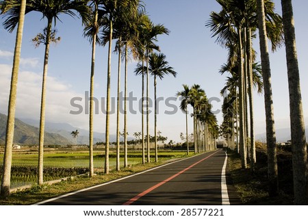 A typical Asian landscape.  Palm trees form orderly patterns, rising about rice paddies.  A bicycle path adds a tourist dimension to this picture. Mountains in the background