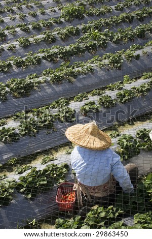 A farm worker is picking strawberries on a strawberry farm.  The worker is wearing a straw hat for protection against the sun.