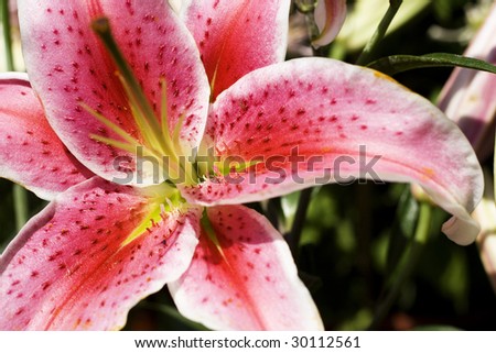 Lily flower in bloom. The flower was taken using a shallow depth of field, to focus on the flower.