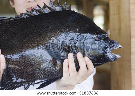 Big catch, a big black tropical fish is being displayed