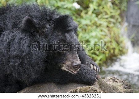 Formosan Black Bear, resting by some water.  This bear is found in Taiwan and is a subspecies of the Asiatic Black Bear.  Also known as the white throated bear.