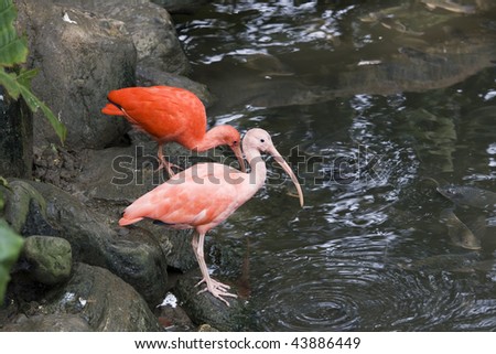 Scarlet Ibis by some water.  This bird is native to tropical South America and is the national bird of Trinidad and Tobago.