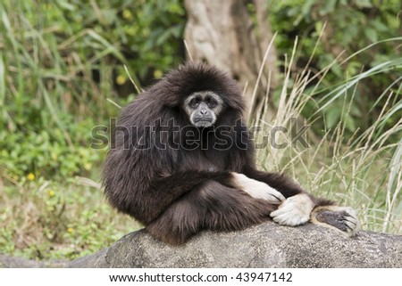 A white hand Gibbon sitting on a rock. It\'s looks very sad, like it has received some bad news.  Many Gibbons are members of the ape family and come from Southeast Asia