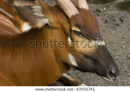 This is a close up of a Bongo Antelope (95% sure).  This antelope has chestnut colored fur and stripe markings on the body.  It\'s originally from Africa and is a forest antelope.