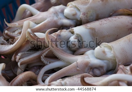 Squids are for sale in a market. They are a popular food in Asia.