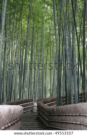 This ia a bamboo forest near Kyoto, Japan.  Bamboo is a fast growing grass and forms mysterious looking forests.