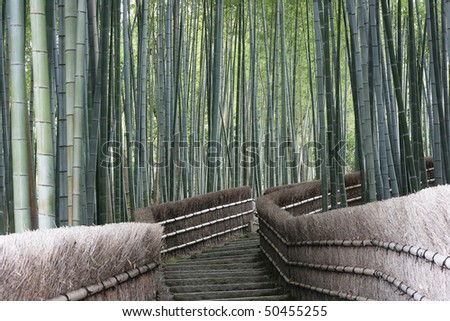 This ia a bamboo forest near Kyoto, Japan.  Bamboo is a fast growing grass and forms mysterious looking forests.
