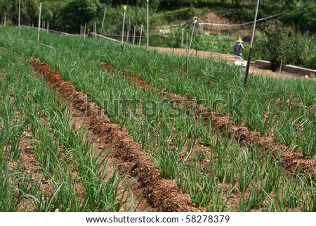 A field of onions with irrigation sprinklers.  The field has channels to help with spreading the water.  A farmer in the background is dressed in Asian style.