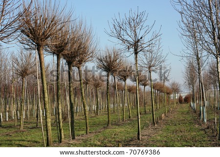 Rows of trees at a tree nursery.  These trees might be used for public works or for private gardens.