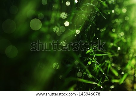 meadow grass glittering dew points