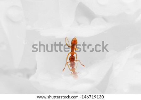 Drinking ant ant hanging head first in flower
