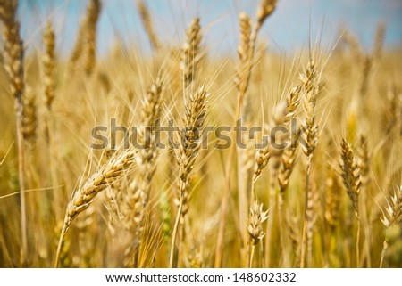 ripening ears of wheat field on the background of the setting sun on blue sky with clouds Wheat field and blue sky